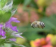 Image of California Anthophora