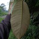 Image of Saurauia bracteosa DC.