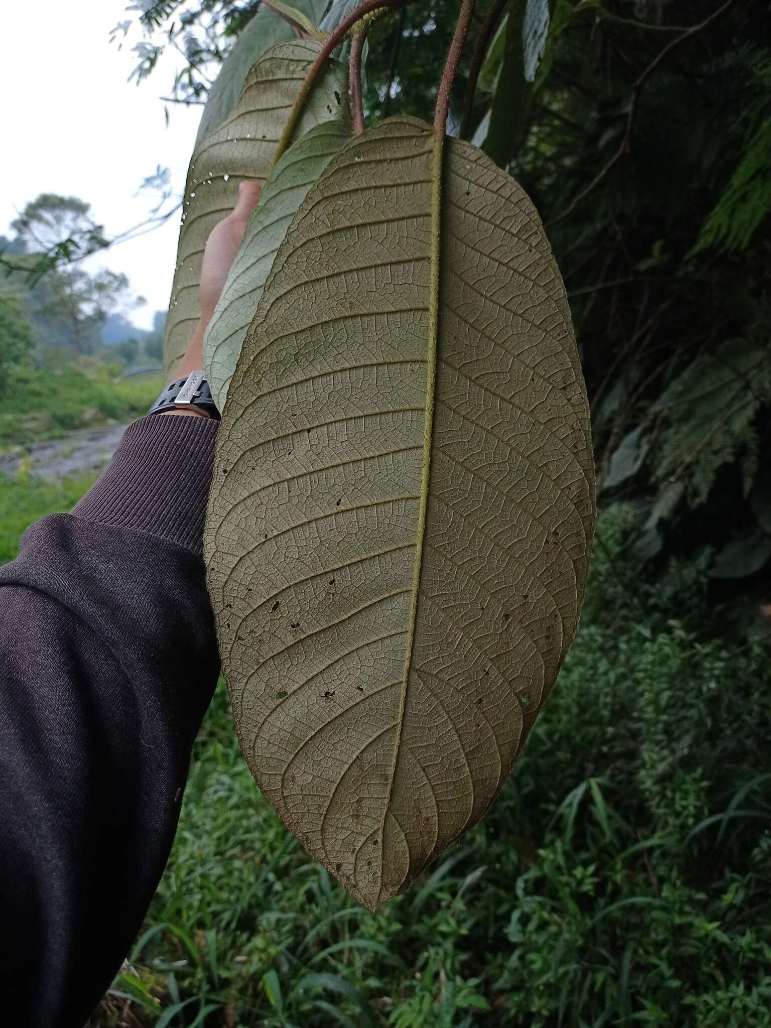 Image of Saurauia bracteosa DC.