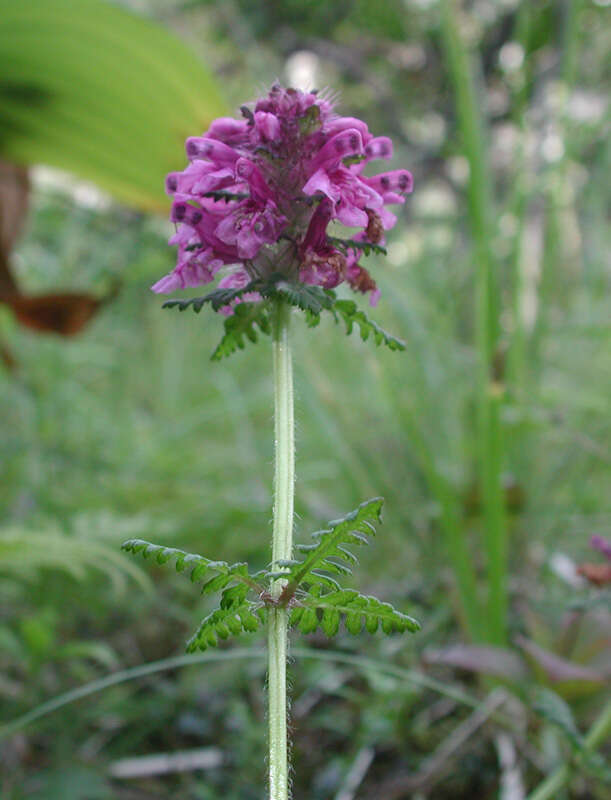 Image of whorled lousewort