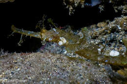 Image of Dusky Pipefish