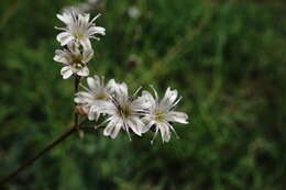 صورة Gypsophila acutifolia Fisch.