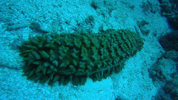 Image of Prickly Redfish