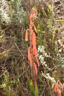 Слика од Watsonia aletroides (Burm. fil.) Ker Gawl.