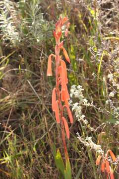 Imagem de Watsonia aletroides (Burm. fil.) Ker Gawl.