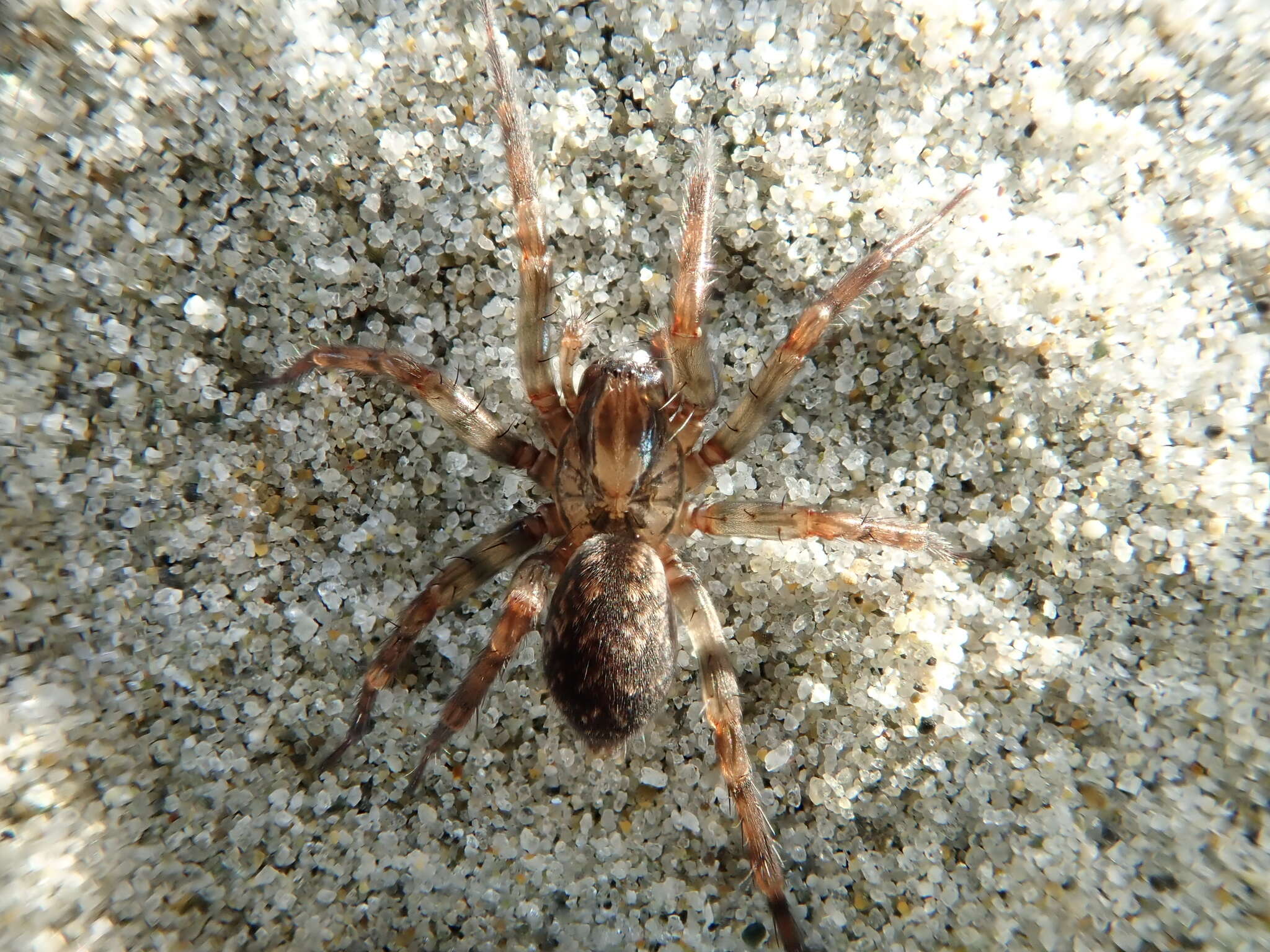 Image of Orepukia poppelwelli Forster & Wilton 1973