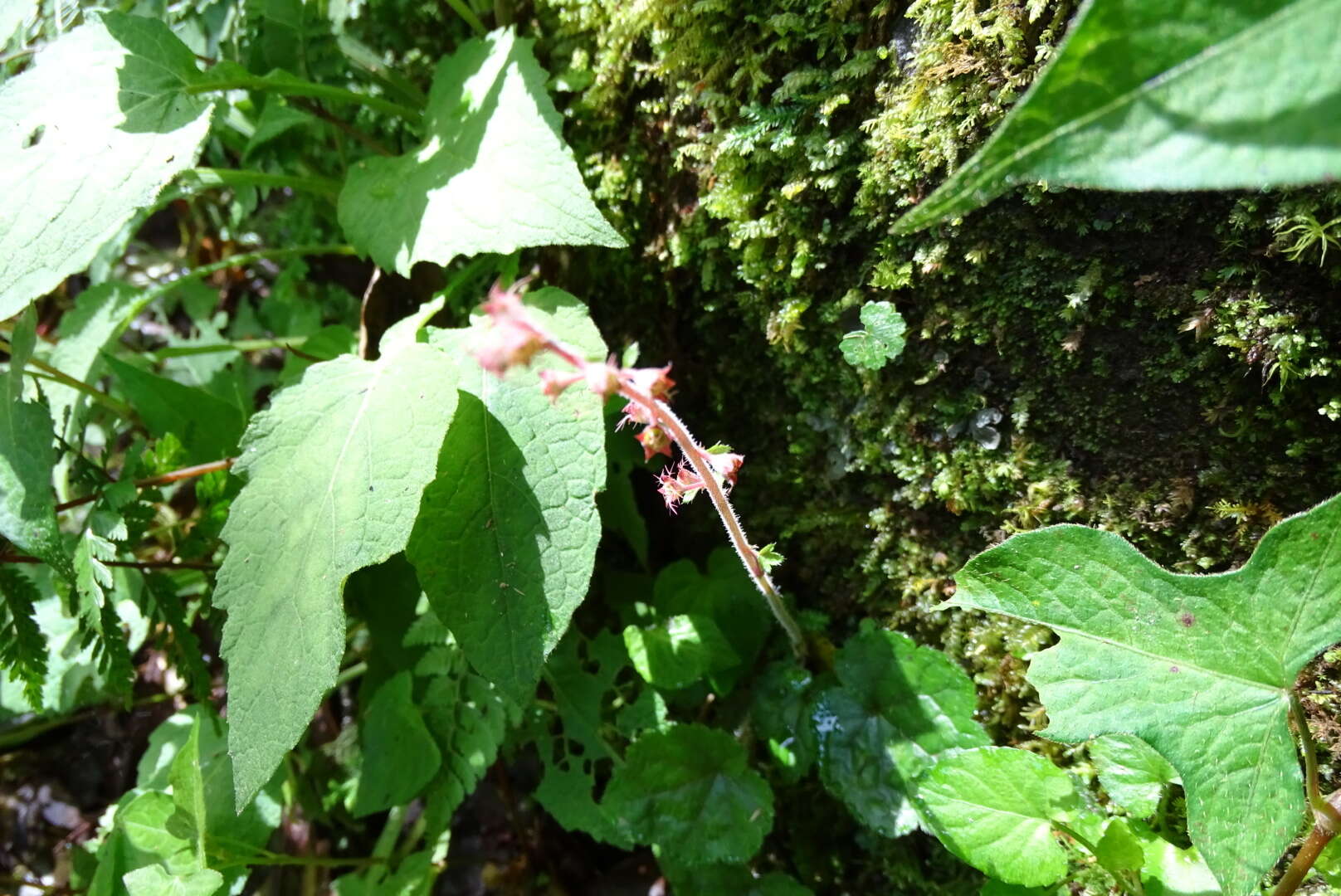 Image of Asimitellaria formosana (Hayata) R. A. Folk & Y. Okuyama
