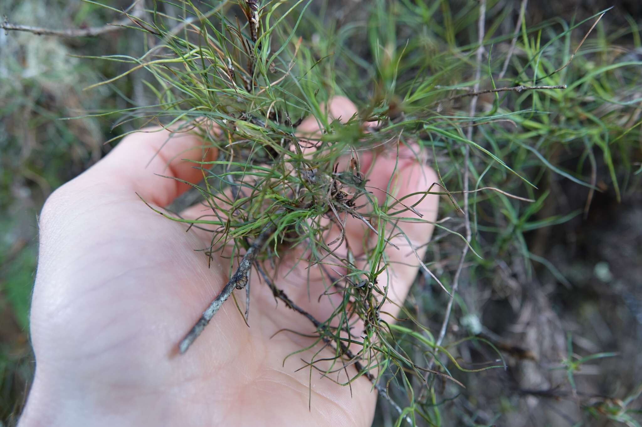 Image of Dracophyllum subulatum Hook. fil.