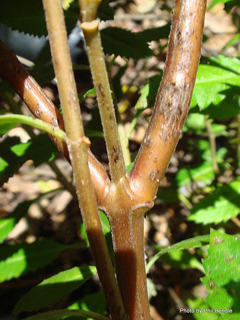 Image of Haloragis erecta subsp. erecta