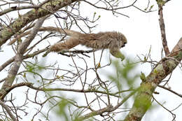 Image of Chacoan Titi Monkey