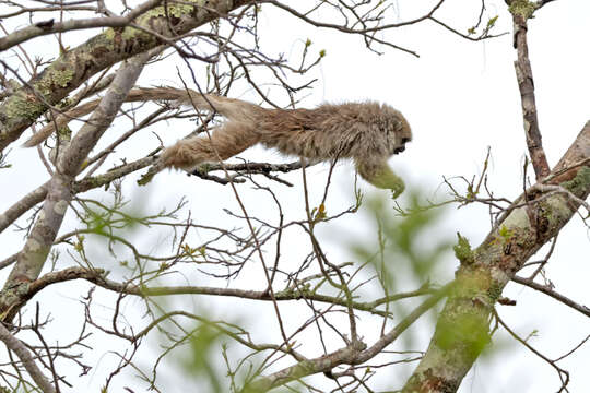 Image of Chacoan Titi Monkey