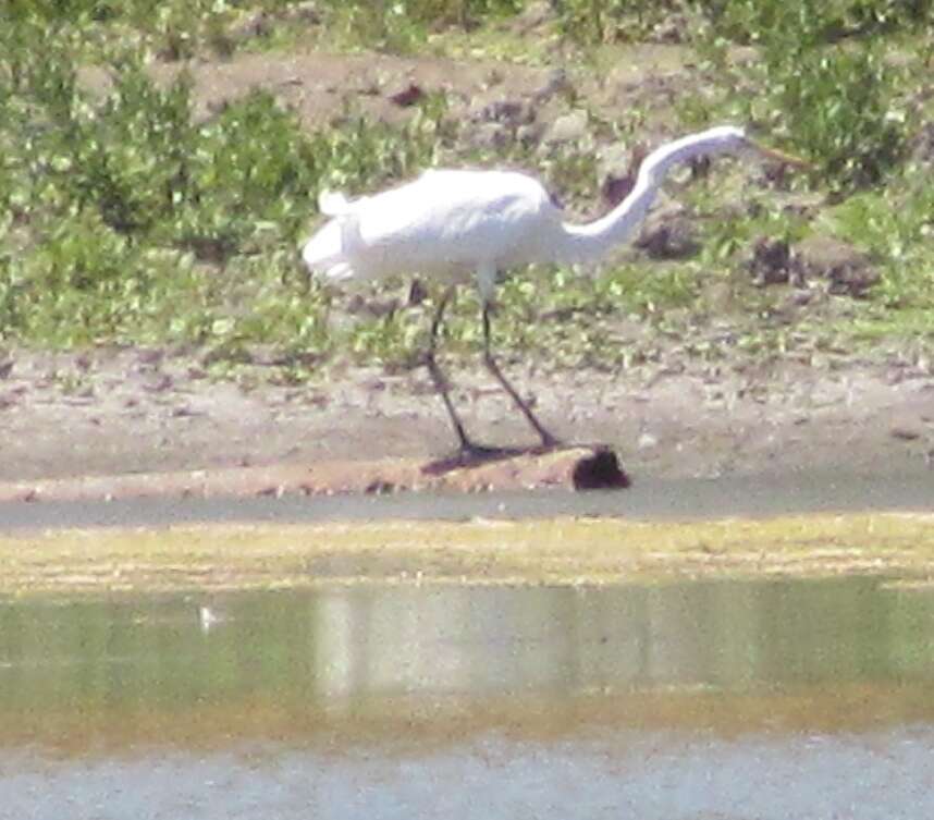 Image of Great Egret