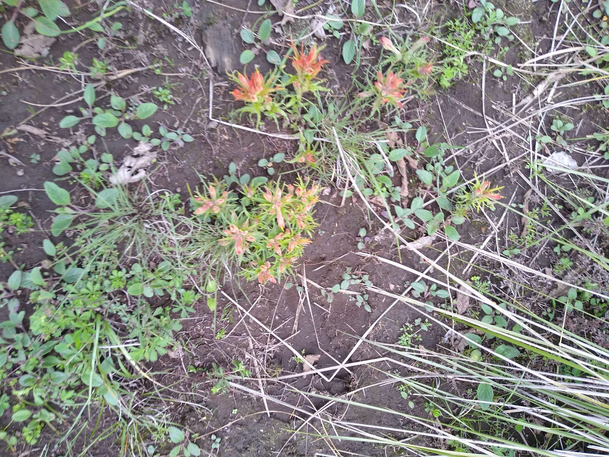 Image of Castilleja moranensis Kunth