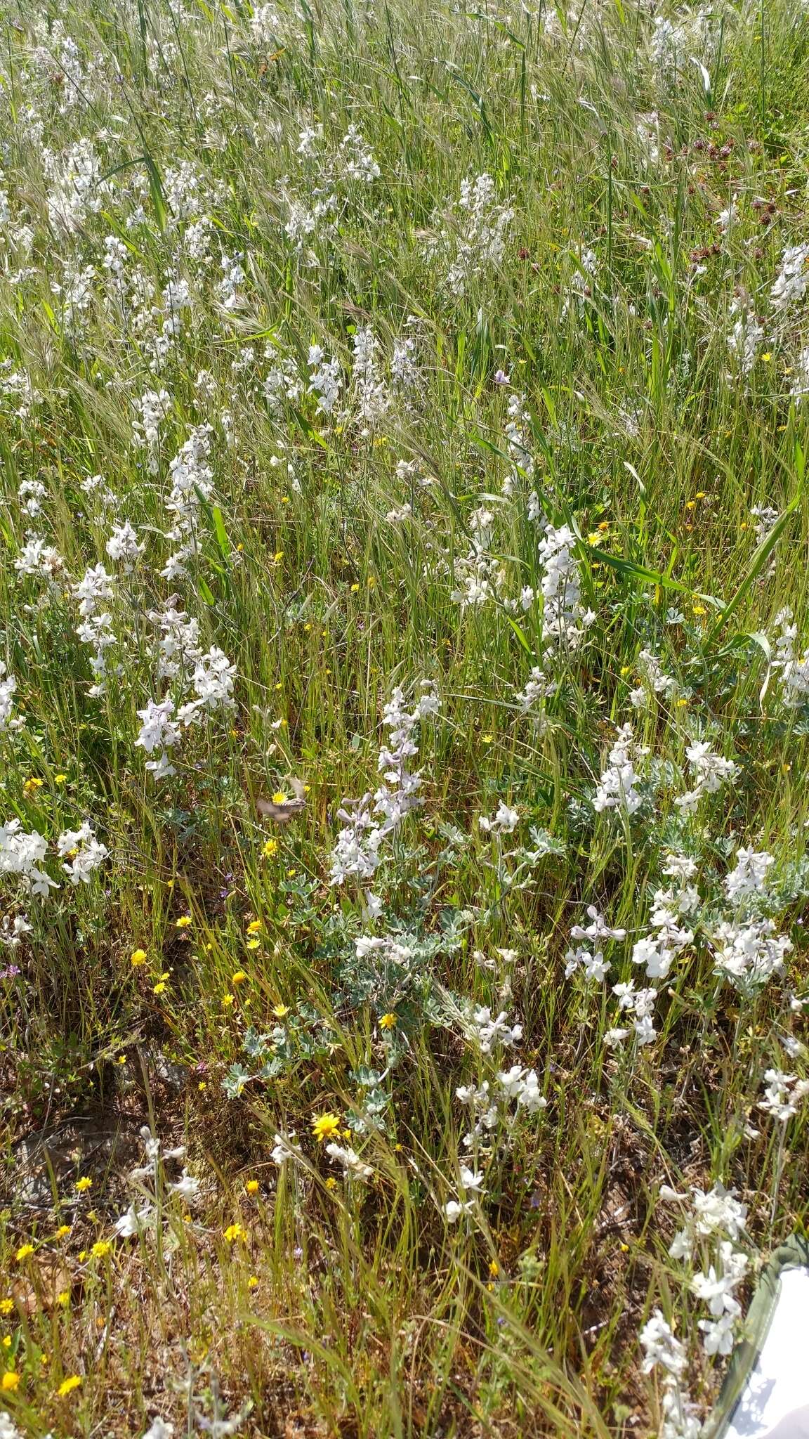 Delphinium variegatum subsp. kinkiense (Munz) M. J. Warnock的圖片