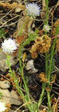 Image de Jasione crispa subsp. sessiliflora (Boiss. & Reut.) Tutin