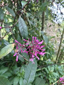 Image of shrubby fuchsia