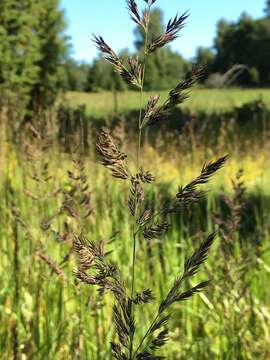 Image of Chee reedgrass