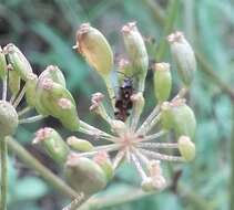 Image de Orthops basalis (A. Costa 1853)