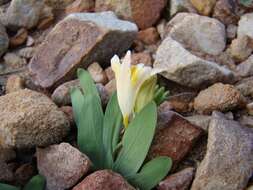 Image of Freesia caryophyllacea (Burm. fil.) N. E. Br.