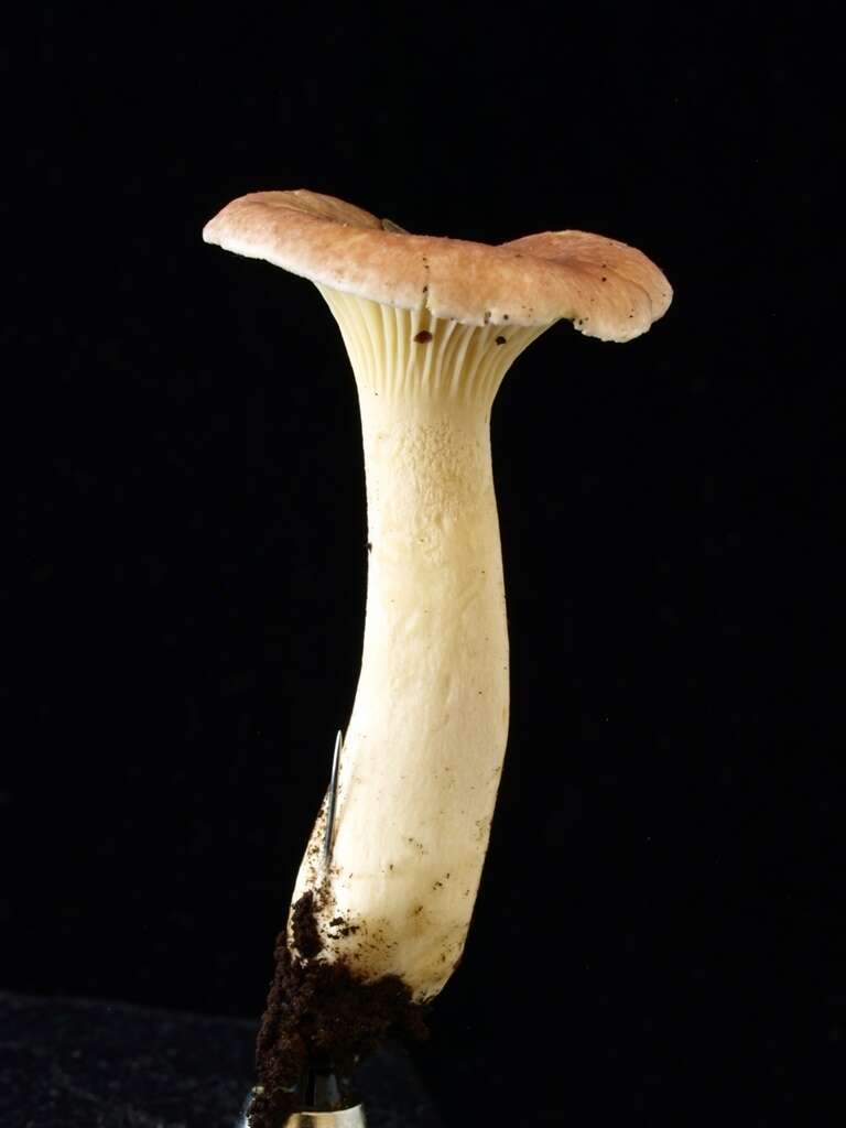 Image of Cantharellus atrolilacinus Eyssart., Buyck & Halling 2003