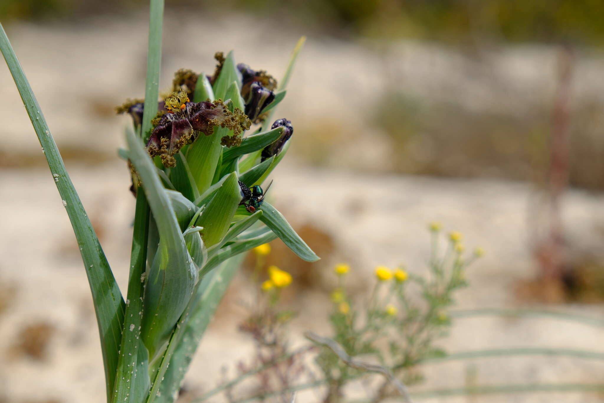 Image of Ferraria foliosa G. J. Lewis