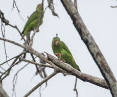 Image of Cobalt-winged Parakeet