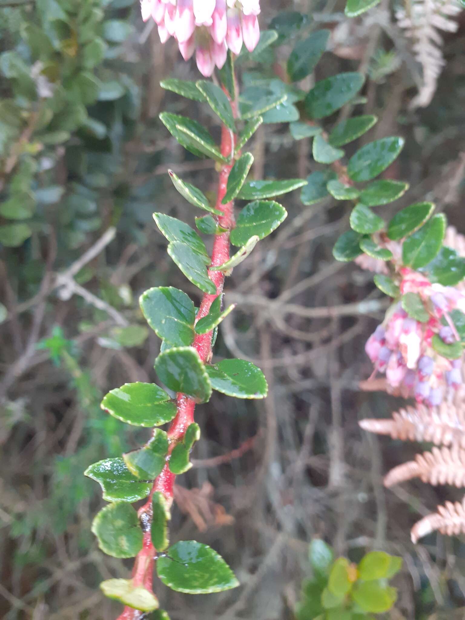 Image of Andean blueberry