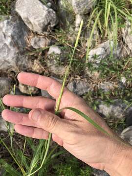 Image of itchgrass