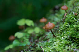 Image of Galerina triscopa (Fr.) Kühner 1935