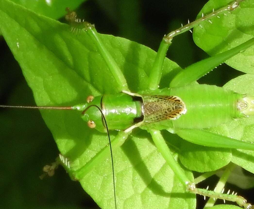 Image of Neobarrettia sinaloae (Rehn, J. A. G. & Hebard 1920)