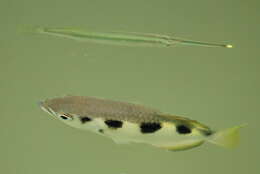 Image of archerfishes