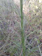 Image of dense blazing star