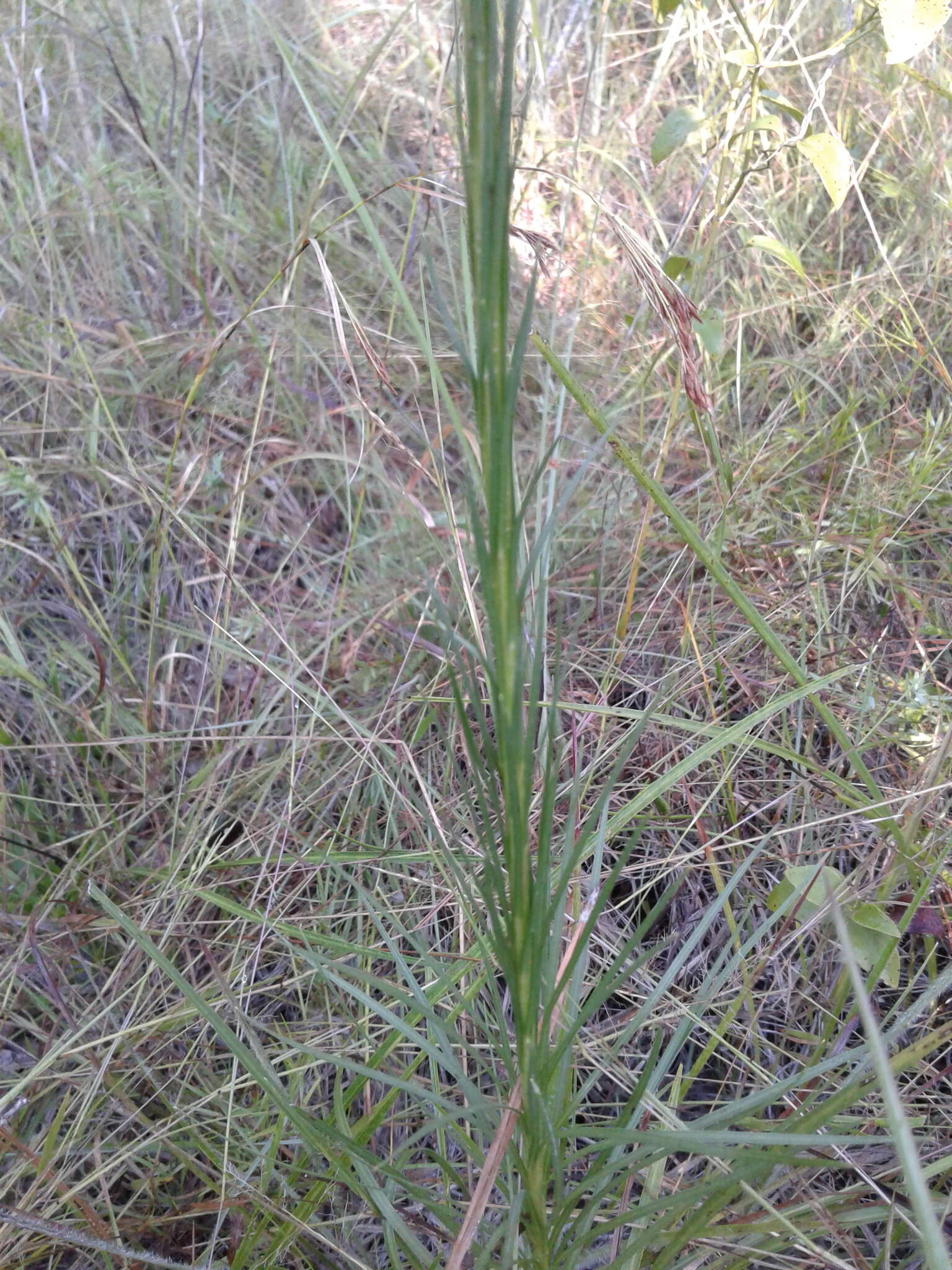 Слика од Liatris spicata var. resinosa (Nutt.) Gaiser