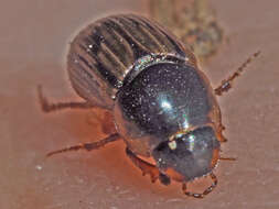 Image of Horse Dung Beetle