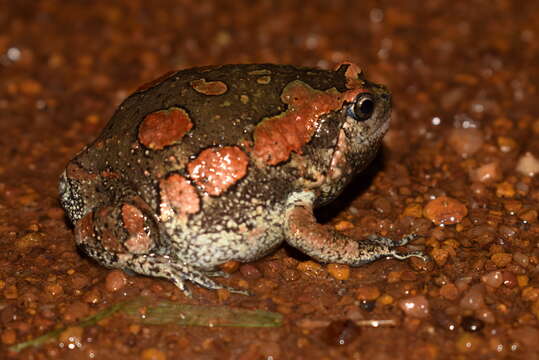 صورة Uperodon taprobanicus (Parker 1934)