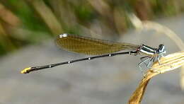 Image of Goldtail