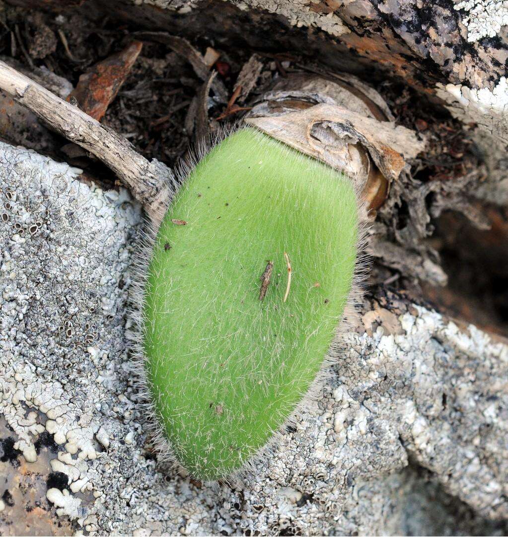 Imagem de Haemanthus unifoliatus Snijman