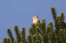 Image of Araucaria Tit-Spinetail