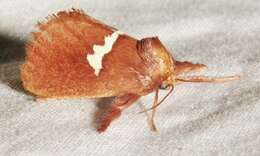 Image of Monoleuca semifascia Walker 1855