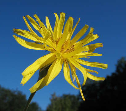 Pseudopodospermum hispanicum (L.) Zaika, Sukhor. & N. Kilian resmi