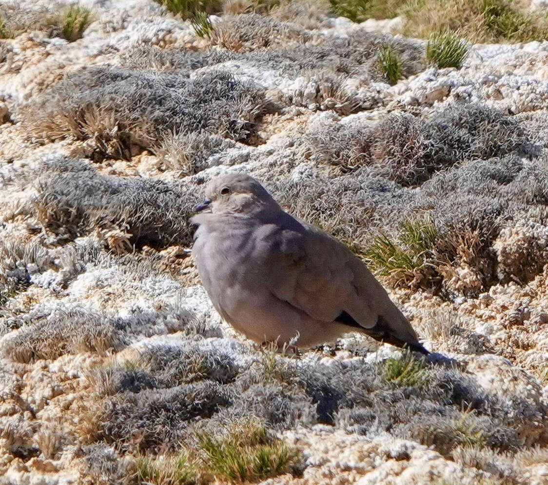 Image of Golden-spotted Ground Dove