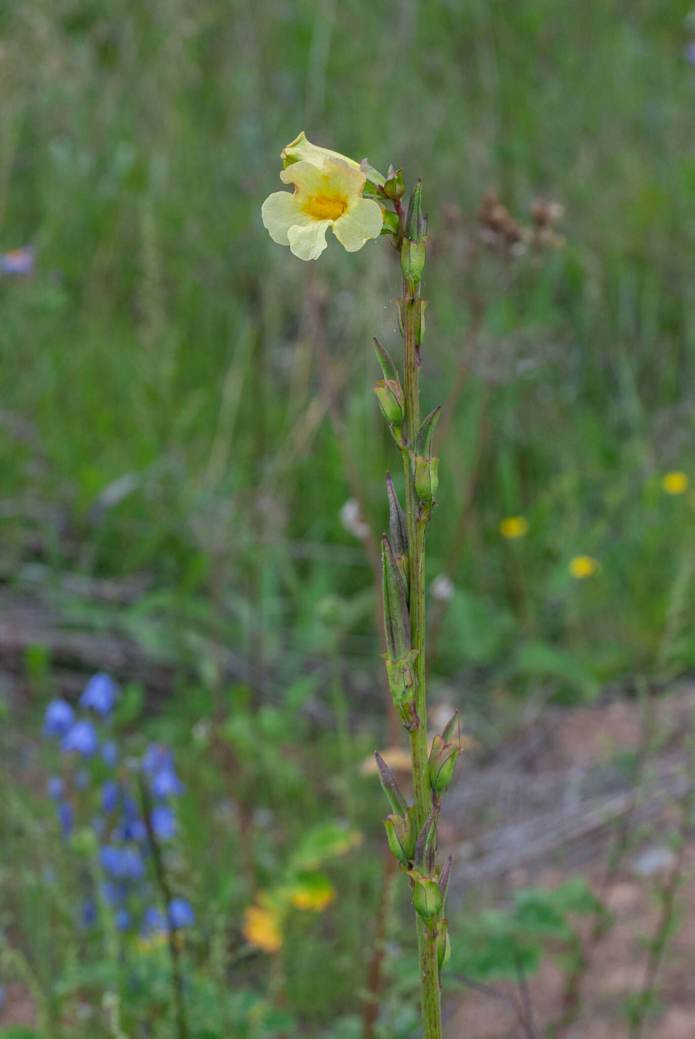 Image of Incarvillea lutea Bureau & Franch.