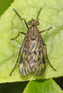 Image of Lesser Variegated Snipe Fly