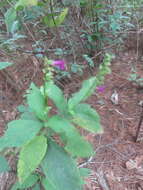 Image of Salvia kellermanii Donn. Sm.