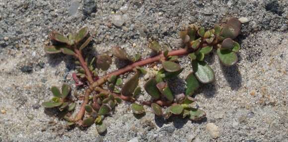 Image of common purslane