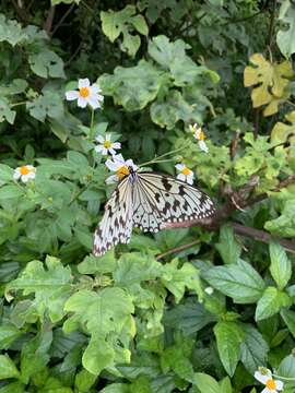 Слика од Idea leuconoe riukiuensis