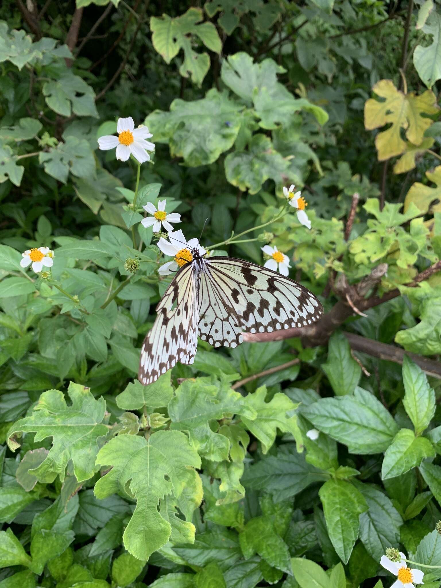 Image of Idea leuconoe riukiuensis