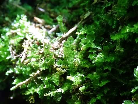 Image of tetraphis moss