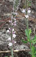 Image de Verbena carnea Medik.