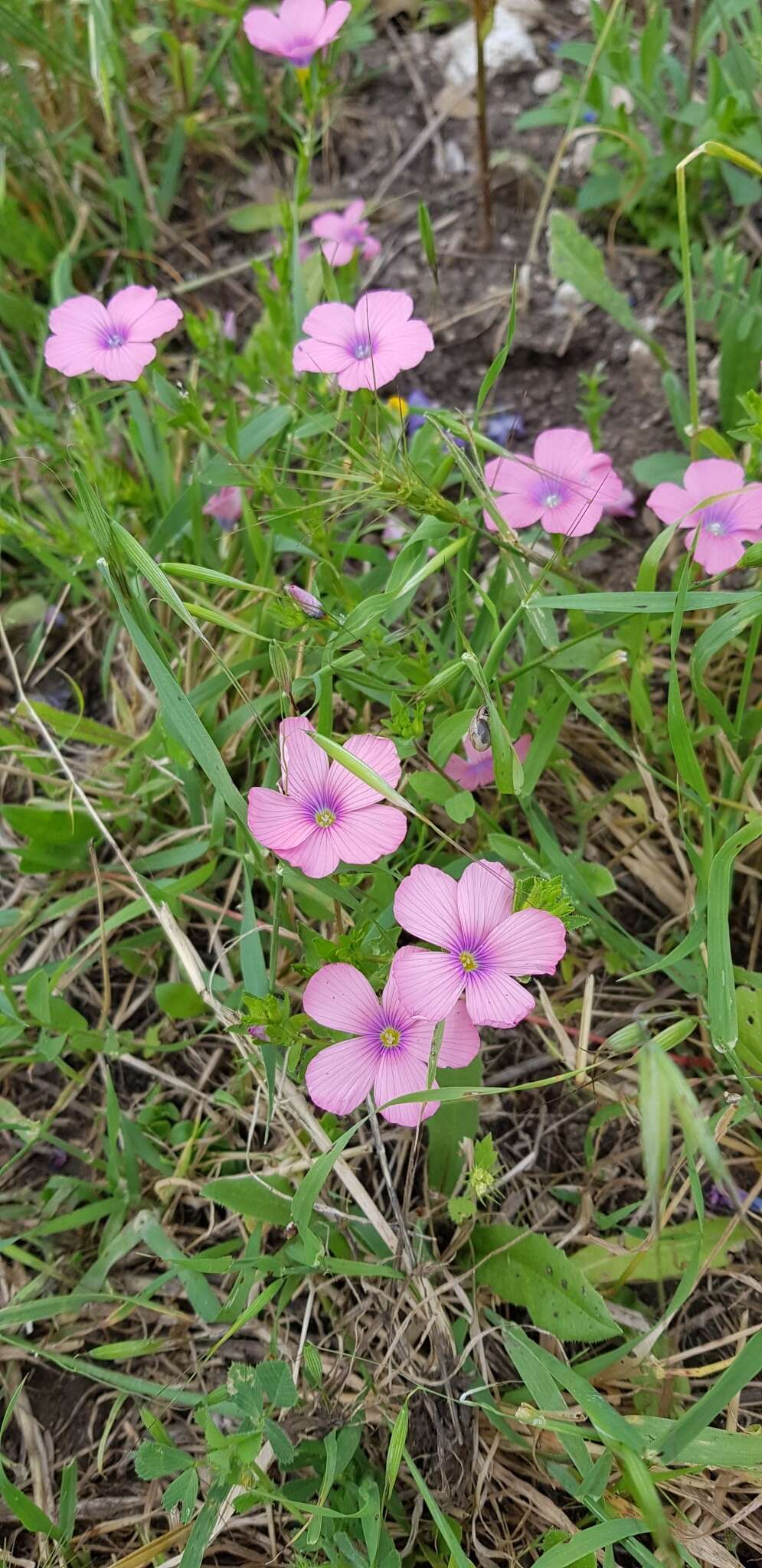 Image of Linum pubescens Banks & Solander